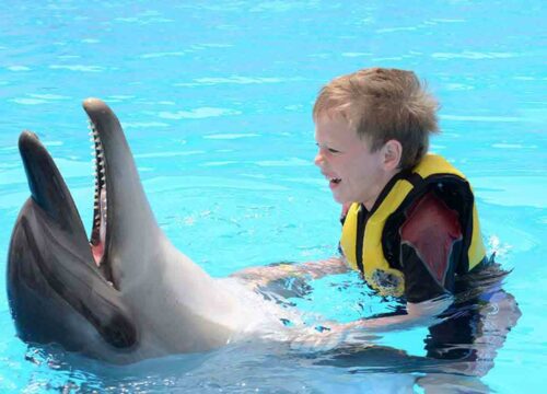 Dolphin show
